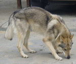 Shiraha - Chien Loup Tchécoslovaque (3 ans)