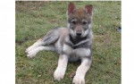 titou - Chien Loup Tchécoslovaque Mâle (8 mois)