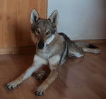 Eddie - Chien Loup Tchécoslovaque Mâle (2 ans)