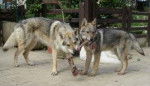 Exila et Yasso - Chien Loup Tchécoslovaque (3 ans)