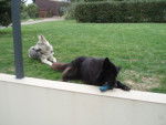 huski et foste - Chien Loup Tchécoslovaque Mâle (9 ans)