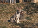 Annaelle - Chien Loup Tchécoslovaque (2 mois)