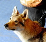 Sammie - Chien Loup Tchécoslovaque Mâle