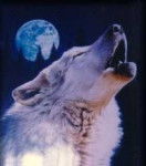 moonlight - Chien Loup Tchécoslovaque