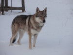 ares - Chien Loup Tchécoslovaque Mâle (7 ans)
