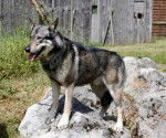 Wolf - Chien Loup Tchécoslovaque Mâle (2 ans)