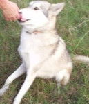 spirit - Chien Loup Tchécoslovaque Mâle (10 mois)