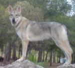 aylen - Chien Loup Tchécoslovaque (3 ans)
