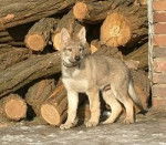 Lessy - Chien Loup Tchécoslovaque (3 mois)