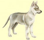 QADDOURI - Chien Loup Tchécoslovaque Mâle (12 ans)