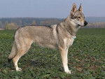 laila - Chien Loup Tchécoslovaque