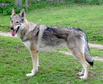 jackson - Chien Loup Tchécoslovaque Mâle (8 ans)