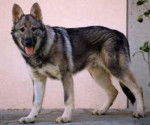 Al - Chien Loup Tchécoslovaque Mâle (2 ans)