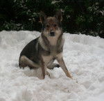 Hashish - Chien Loup Tchécoslovaque Mâle (5 ans)