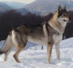 cane lupo cecoslovacco - Chien Loup Tchécoslovaque Mâle (4 ans)