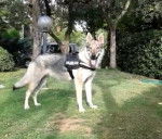 Syria - Chien Loup Tchécoslovaque (1 an)