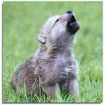 lilou - Chien Loup Tchécoslovaque (1 mois)