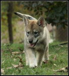 Laxia 2012 - Chien Loup Tchécoslovaque (3 mois)