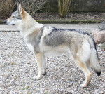 Steele - Chien Loup Tchécoslovaque Mâle (4 ans)