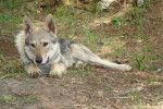 Tony - Chien Loup Tchécoslovaque Mâle (4 ans)