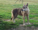 Haïka disparu - Chien Loup Tchécoslovaque (1 an)