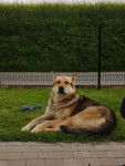 éros - Chien Loup Tchécoslovaque Mâle (6 ans)