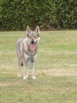 Élou Dark Angel - Chien Loup Tchécoslovaque Mâle (1 an)