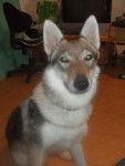 Iuki - Chien Loup Tchécoslovaque (1 an)