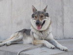 Inwolfl - Chien Loup Tchécoslovaque Mâle (2 ans)