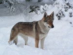 Comar - Chien Loup Tchécoslovaque Mâle (7 ans)