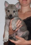 Max - Chien Loup Tchécoslovaque Mâle (2 mois)