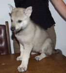 Maya - Chien Loup Tchécoslovaque (2 mois)