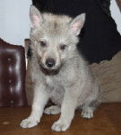 Old Jack - Chien Loup Tchécoslovaque Mâle (2 mois)