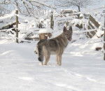 chien-loup tchecoslovaque - Chien Loup Tchécoslovaque