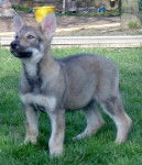 chien-loup tchecoslovaque - Chien Loup Tchécoslovaque