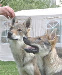 chien-loup tchecoslovaque - Chien Loup Tchécoslovaque
