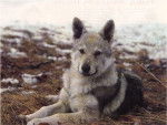 chien-loup tchecoslovaque - Chien Loup Tchécoslovaque