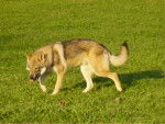 Chien Loup Tchécoslovaque / Balto of joalland's bay - Chien Loup Tchécoslovaque