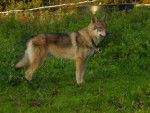Chien Loup Tchécoslovaque / Balto of joalland's bay - Chien Loup Tchécoslovaque
