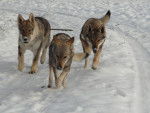Amarok,Venus,Wayta, chien-loup tch&eacute;coslovaque des plaines de l'est - Chien Loup Tch&eacute;coslovaque