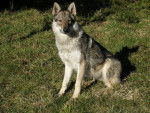 Ambre des plaines de l'est (chien-loup tch&eacute;coslovaque) - Chien Loup Tch&eacute;coslovaque