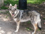 Astrale des plaines de l'est (chien loup tchecoslovaque) - Chien Loup Tch&eacute;coslovaque