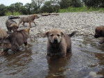 Chiots chien-loup tchécoslovaque de 6 semaines"les plaines de l'est" - Chien Loup Tchécoslovaque