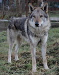 Cash - Etalon - Chien Loup Tchécoslovaque