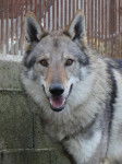 Cash - Chien Loup Tchécoslovaque
