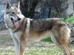 Mishka - Chien Loup Tchécoslovaque (1 an)