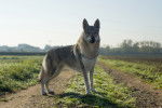 Photo Chien Loup Tchécoslovaque