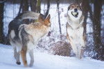 Une meute de Chien Loup Tchécoslovaque jouent dans la neige