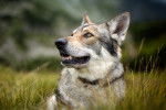 Un Chien Loup Tchécoslovaque lors d'une promenade dans la nature