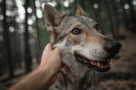 Un Chien Loup Tchécoslovaque qui se fait caresser par son propriétaire 